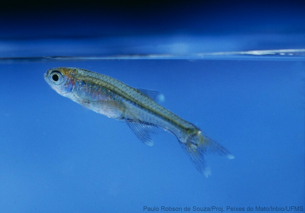 Dwarf tetra (Xenurobrycon macropus) — Characidae
