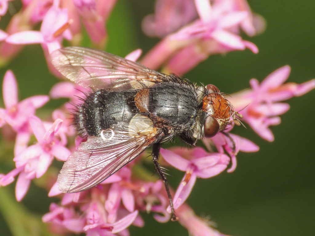 Onychogonia
