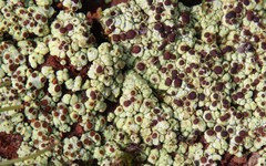 Acarospora schleicheri