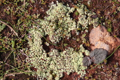 Acarospora schleicheri