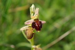 Ophrys mammosa