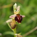 Ophrys caucasica - Photo (c) ramazan_murtazaliev, algunos derechos reservados (CC BY-NC), subido por ramazan_murtazaliev