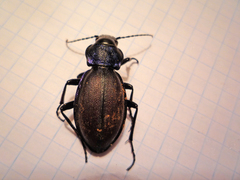 Carabus schoenherri