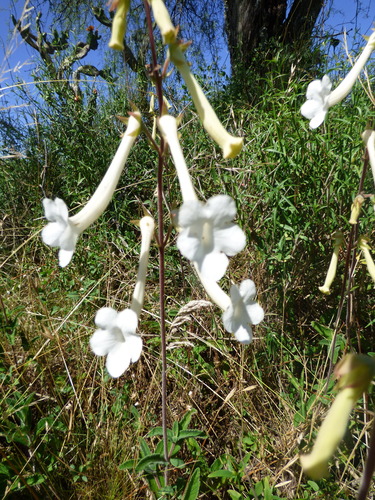 Image of Sinningia tubiflora by (c) Ivan Grela, some rights reserved (CC BY)