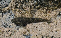 Noronha Frillfin Goby photo 4