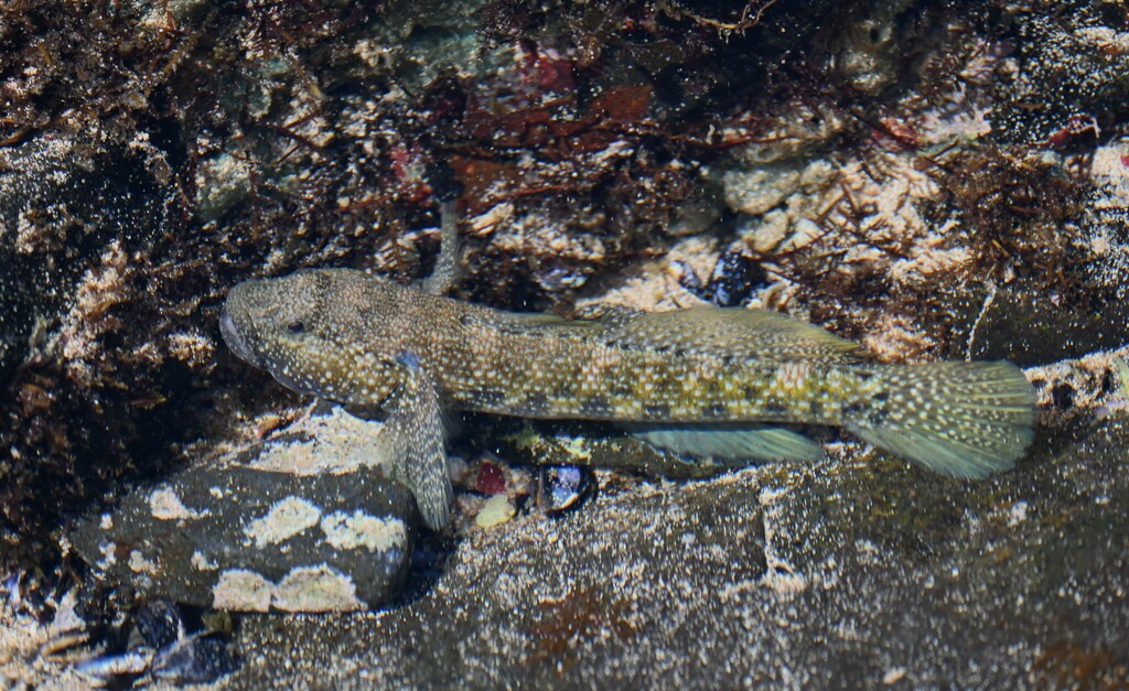 Noronha Frillfin Goby