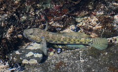 Noronha Frillfin Goby photo 1