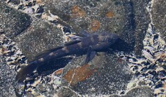 Noronha Frillfin Goby photo 2