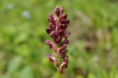 Anacamptis coriophora