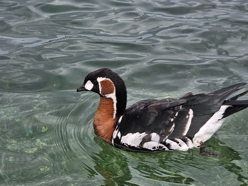 Barnacla cuellirroja (Branta ruficollis)