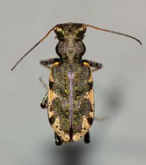 Neocicindela garnerae