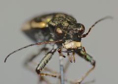 Neocicindela garnerae