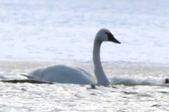 Cygnus columbianus columbianus