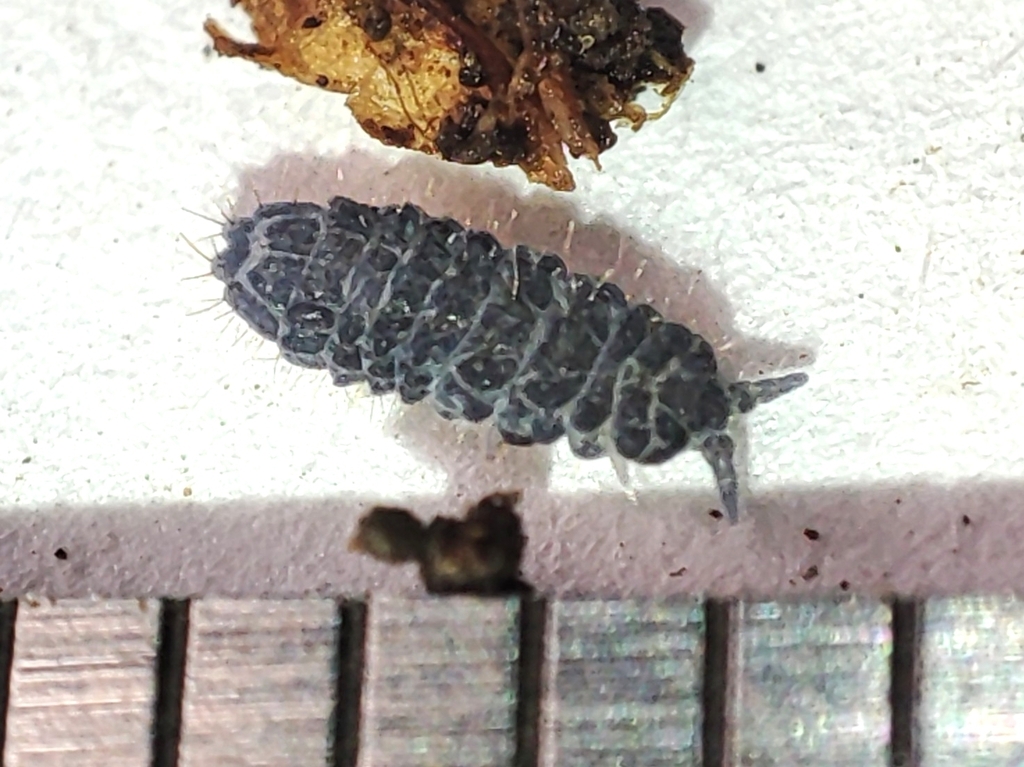 Thaumanura carolii