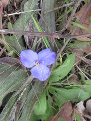 Tradescantia subacaulis