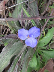 Tradescantia subacaulis