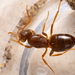 Shiny-bellied Fuzzy Ant - Photo (c) PharaohAnt, some rights reserved (CC BY-NC), uploaded by PharaohAnt