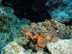 Scorpaenopsis oxycephalus