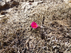 Portulaca gilliesii, photograph (c) Ivan Grela, some rights reserved (CC BY)