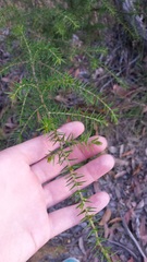 Acacia ulicifolia