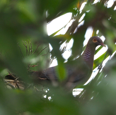 Patagioenas squamosa