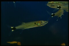 Pike Characin photo 3