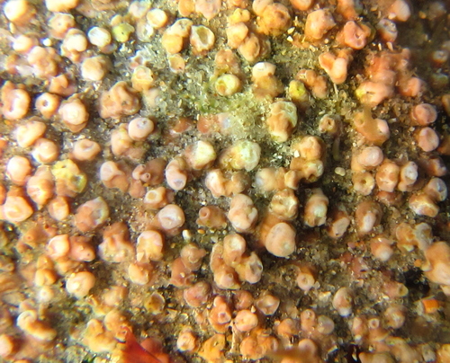 Neogoniolithon brassica-florida observed 2019-02-09
