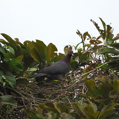Patagioenas squamosa