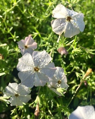 Calibrachoa pygmaea