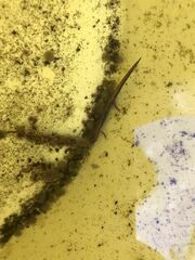 Plethodon cinereus image