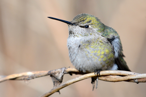 Anna's Hummingbird, photo 8 of 8