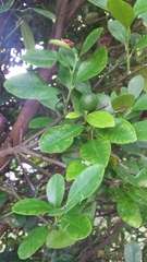 Citrus × latifolia