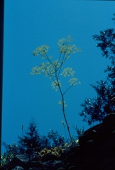 Ferula