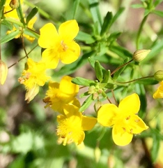 Scoparia montevidensis