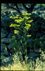 Ferula
