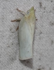 Colgaroides acuminata