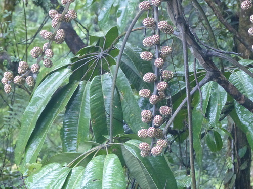 Schefflera pentandra