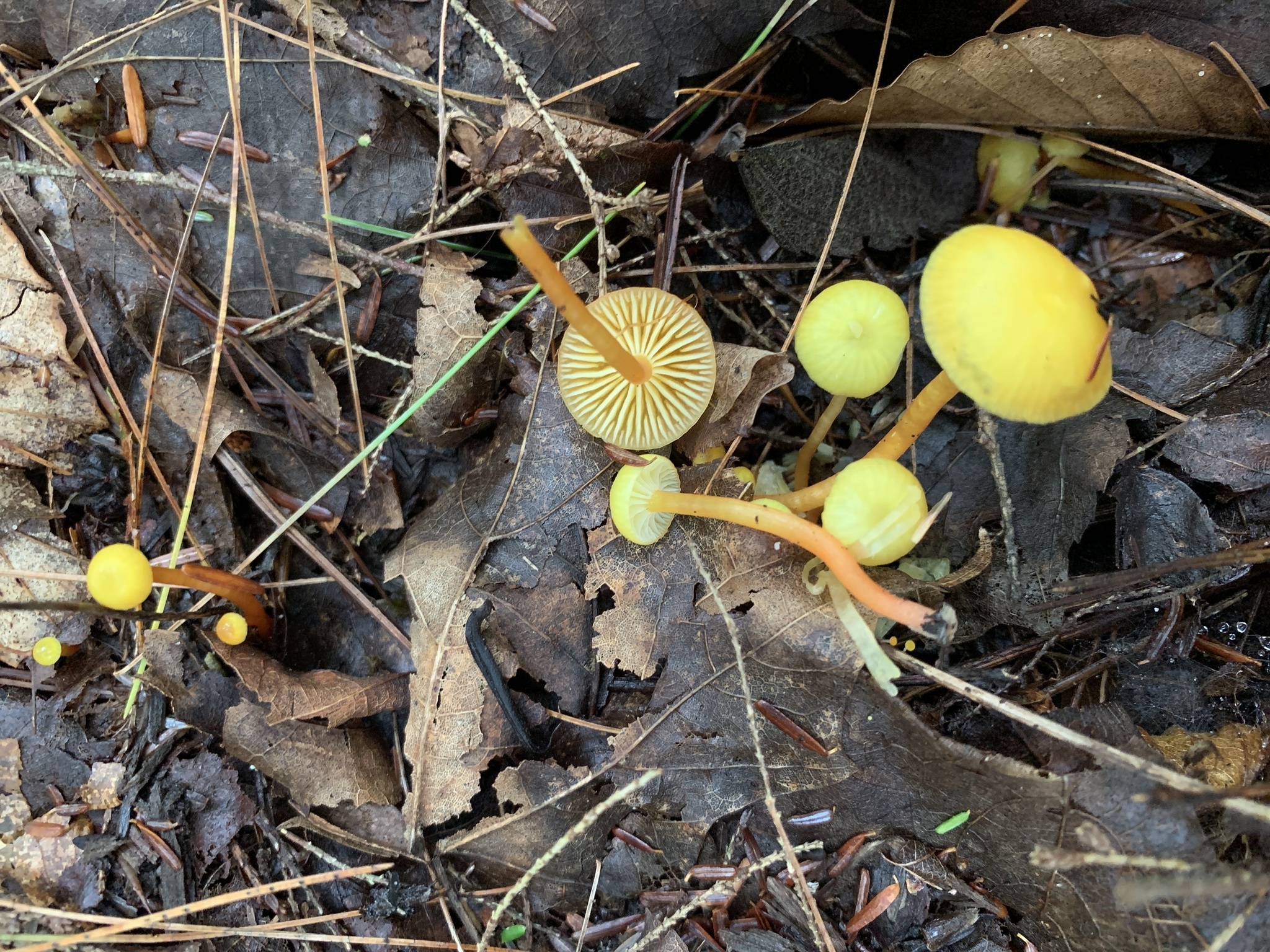 Hygrocybe parvula