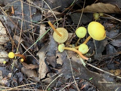Hygrocybe parvula