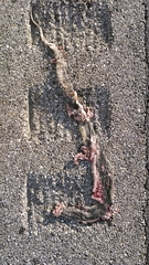Nerodia erythrogaster