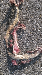Nerodia erythrogaster