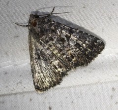 Condica aroana