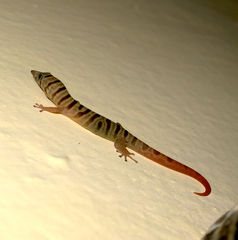 Sphaerodactylus elegans