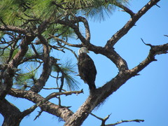 Haliaeetus leucocephalus leucocephalus