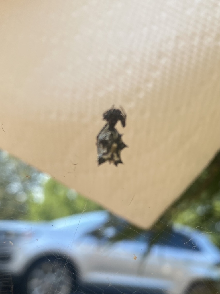 Spined Micrathena from Hans Hill Dr, Madison Heights, VA, US on August