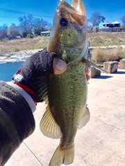 Micropterus treculii