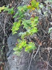 Hypericum grandifolium image