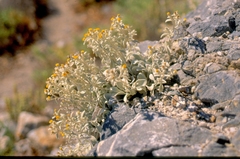 Pentanema verbascifolium