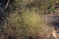 Galium divaricatum