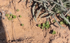 Dichondra occidentalis
